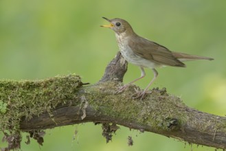 Veery (Catharus fuscescens) singing, perched on a log, Minnesota, USA, North America