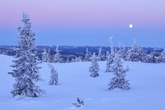 Snow-covered boreal landscape with rising sun at dawn, Sweden, Europe