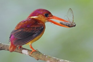 Oriental Dwarf Kingfisher (Ceyx erithaca) with insect in its beak, Johor, Malaysia, Asia