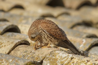 Lesser Kestrel (Falco naumanni), female eating a cricket, Castile-La Mancha, Spain, Europe