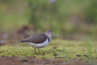 Common Sandpiper (Actitis hypoleucos) foraging, North Rhine-Westphalia, Germany, Europe