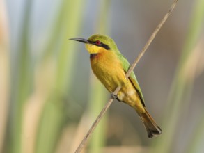 Little Bee-eater (Merops pusillus), Gambia, Africa