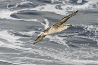 Southern Giant Petrel (Macronectes giganteus), Antarctica
