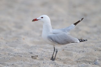 Audouin's Gull (Ichthyaetus audouinii), Mallorca, Spain, Europe