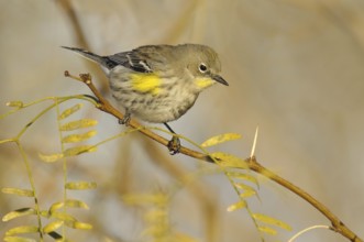 Audubon's Warbler (Setophaga auduboni), Arizona, USA, North America