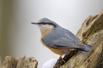 Kleiber (Sitta europaea), Nuthatch, Altvogel im Winter, Februar, Oberhausen, Nordrhein-Westfalen,