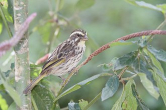 Streaky Seedeater, Crithagra striolata