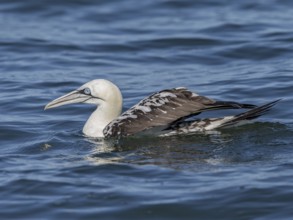 Northern Gannet (Morus bassanus), Wales, United Kingdom, Europe