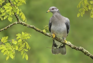 Band-tailed Pigeon (Patagioenas fasciata), British Columbia, Canada, North America