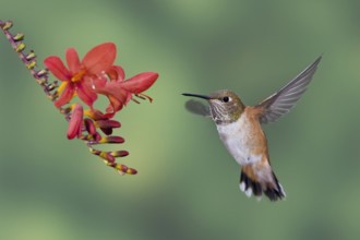 Rufous Hummingbird (Selasphorus rufus) female, British Columbia, Canada, North America