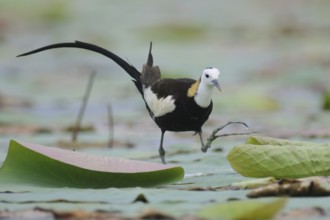 Pheasant-tailed Jacana (Hydrophasianus chirurgus), Sri Lanka, Asia