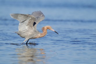 Reddish Egret (Egretta rufescens), Florida, USA, North America