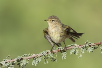 Common Chiffchaff (Phylloscopus collybita), Eilat, Israel, Asia
