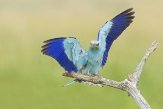 European Roller (Coracias garrulus) landing on a branch with grasshopper in beak, Hortobagy