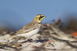 Horned Lark - Ohrenlerche - Eremophila alpestris flava, Germany, Europe