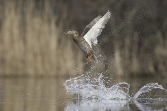 Mallard (Anas platyrhynchos) female flying, Saxony, Germany, Europe