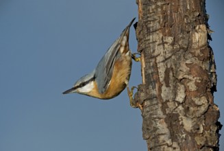 Eurasian Nuthatch (Sitta europaea) climbing down a tree, Aosta Valley, Italy, Europe