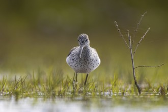 Common Greenshank (Tringa nebularia), North Rhine-Westphalia, Germany, Europe