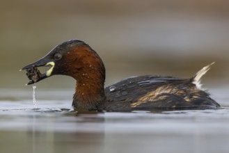 Little Grebe (Tachybaptus ruficollis), North Rhine-Westphalia, Germany, Europe