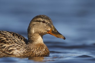 Mallard (Anas platyrhynchos) female, Utrecht, Netherlands