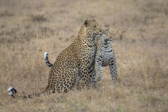 Leopard (Panthera pardus) female with cub close together, Sabi Sands, South Africa, Africa