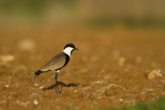 Spur-winged Lapwing (Vanellus spinosus), Cyprus, Europe