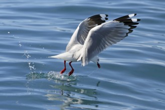 Silver Gull (Chroicocephalus novaehollandiae scopulinus) flying, New Zealand, Oceania