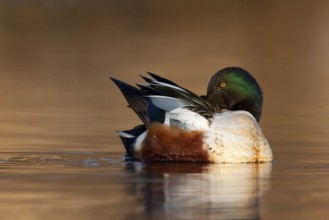 Northern Shoveler (Spatula clypeata) male, British Columbia, Canada, North America