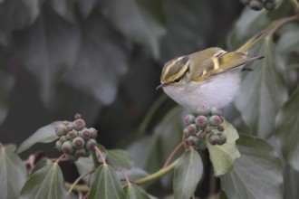 Pallas's Leaf Warbler (Phylloscopus proregulus), Solothurn, Switzerland, Europe