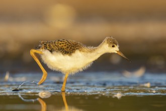Black-winged Stilt (Himantopus himantopus) juvenile foraging, North Rhine-Westphalia, Germany,