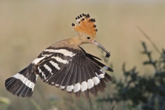Eurasian Hoopoe (Upupa epops) flying with feed in beak, Bulgaria, Europe
