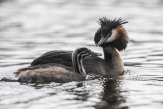Great Crested Grebe (Podiceps Scalloped ribbonfish) with juvenile, Emsland, Lower Saxony, Germany,