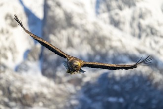 White-tailed eagle (Haliaeetus albicilla), in flight, Lofoten, Norway, Europe