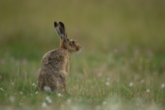 European brown hare (Lepus europaeus) adult animal in grassland in summer, England, United Kingdom,