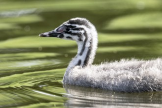 Young great crested grebe (Podiceps cristatus), Emsland, Lower Saxony, Germany, Europe