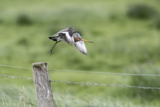 Black-tailed godwit (Limosa limosa), Lower Saxony, Germany, Europe