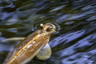 Largescale four-eyes (Anableps anableps), species of four-eyed fish native to fresh and brackish