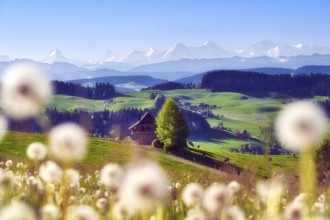 View over the Emmental with Bern granary, dandelion meadow (Leontodon) in the foreground,