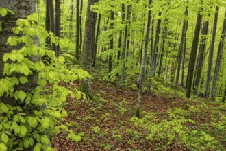 Trees, forest, light green leaves, beech forest, spring, Alpine foothills, Bavaria, Germany, Europe