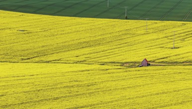 Rape field in bloom with a small house. Landscape near Dornstadt Baden-Württemberg, Germany, Europe