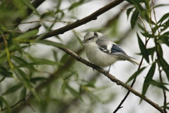 Azure Tit (Cyanistes cyanus) juvenile, Onon River, Mongolia, Asia