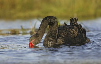Black Swan (Cygnus atratus), Victoria, Australia, Oceania