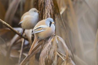 Bearded Reedling (Panurus biarmicus) pair perched on reeds, Baden-Wuerttemberg, Germany, Europe