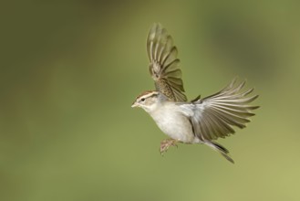 Chipping Sparrow (Spizella passerina) male, Texas, USA, North America