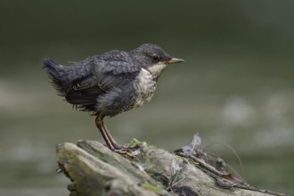 White-throated Dipper (Cinclus cinclus) juvenile, North Rhine-Westphalia, Germany, Europe