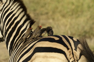 Roodsnavelossenpikker sitting on Zebra, Red-billed Oxpecker sitting on zebra