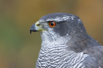 Havik, northern goshawk, Accipiter gentilis