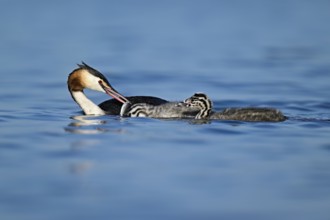 Great Crested Grebe (Podiceps Scalloped ribbonfish), feeding a chick with fish, swimming in the
