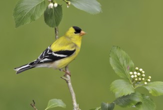 American Goldfinch (Spinus tristis) male, British Columbia, Canada, North America