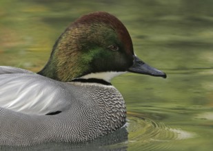 Falcated Duck (Mareca falcata) male, California, USA, North America